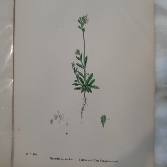 Vintage 1870 Botanical Prints Collectible - Picture 8 of 14